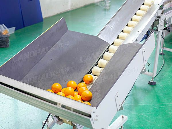 fruit packing machine